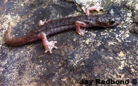 Caudata Culture Species Entry .